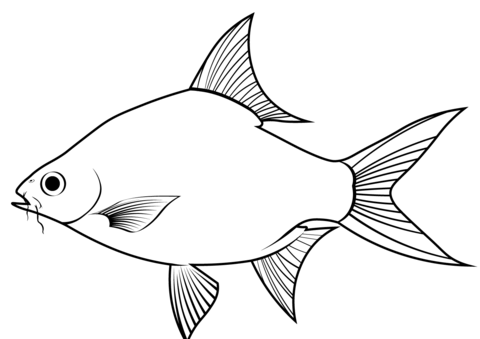 Tinfoil Barb (Barbonymus Schwanenfeldii) Coloring Page